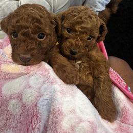 Poodle Puppies from CashEuro Poodles