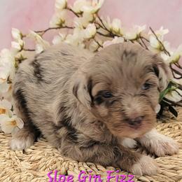 Sloe Gin Fizz - Red merle female Aussiedoodle puppy in Boonville, North Carolina from Branch Creek kennels