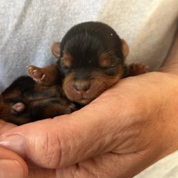 Noel - Black and tan female Yorkshire Terrier puppy in Hardeeville, South Carolina from Pups of the Lowcountry