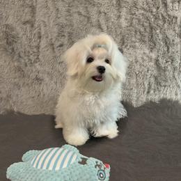Leo - White male Maltese puppy in Vinton, Louisiana from Dreams & Love Maltese