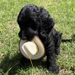 Golden Mountain Doodle Puppies from Turpin Ranch