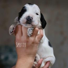 Spotty - Black and white male English Cocker Spaniel puppy in New Mexico from HighBrassGunDogs