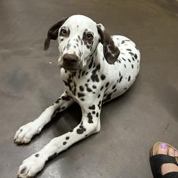 Dalmatian and Poodle Puppies from Cotton Top