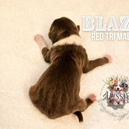 Blaze - Red tri-color male Miniature American Shepherd puppy in Ferndale, California from Lost Coast Aussies