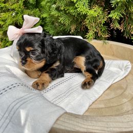 Cavalier King Charles Spaniel Puppies from Ruby’s puppies