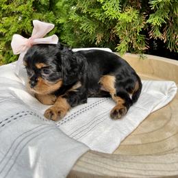 Cavalier King Charles Spaniel Puppies from Ruby’s puppies
