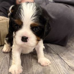Boy 2 - Tri-color male Cavalier King Charles Spaniel puppy in Hallsville, Texas from Christy’s Cavalier King Charles Spaniels