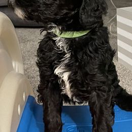 Sheepadoodle Puppies from Oodles of Doodles