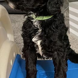 Sheepadoodle Puppies from Oodles of Doodles