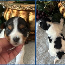 Harley - Black tan and white male Biewer Terrier puppy in Oklahoma from Rocky Oak Cavaliers & Biewer Terriers LLC
