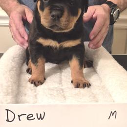 Drew- Orange collar boy 4 - Black and mahogany male Rottweiler puppy in Carnesville,, Georgia from Von Knopf Rottweilers