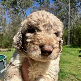 Cornbread - Caramel cream male Labradoodle puppy in Greensboro, Georgia from B’s Doodles