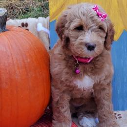 Girl 4 - Labradoodle puppy in Statesville, North Carolina from Labradoodles of the Foothills