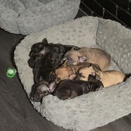 French Bulldog puppies from West Coast Bullies & Frenchies
