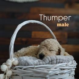 Thumper - Cream male Goldendoodle puppy in Ringgold, Georgia from Re Family Doodles