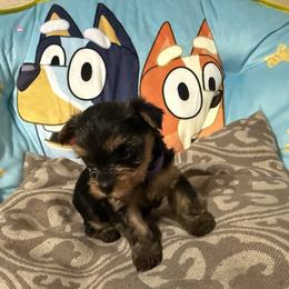 Yorkshire Terrier Puppies from Lunio's Yorkies