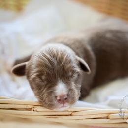 Espresso - Red & white male Miniature Australian Shepherd puppy in Hearne, Texas from Wigglebutts Unlimited