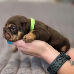 Lady - Chocolate tri-color female Bulldog puppy in Burleson, Texas from Diamond Deluxx Frenchies
