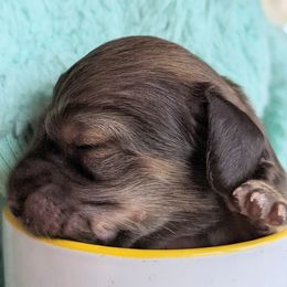 Dachshund Puppies from Sunflower Dachshunds