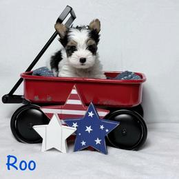 Roo - Black tan and white male Biewer Terrier puppy in Cartersville, Georgia from Alpha Tiny Paws