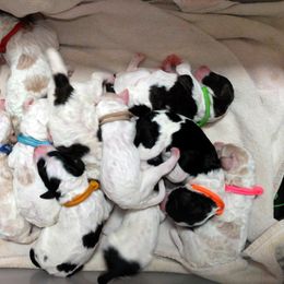 Poodle Puppies from Furball Forest Poodles