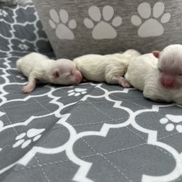 Boy 2 - White male Maltipoo puppy in Denair, California from 209PuppiesCaliforniaMaltipoo