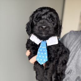 Mushroom - Black male Goldendoodle puppy in Marion, Ohio from Doodles & Doxies