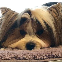 Rocker - Biewer Terrier