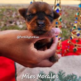 Yorkshire Terrier Puppies from Port City Yorkies LLC