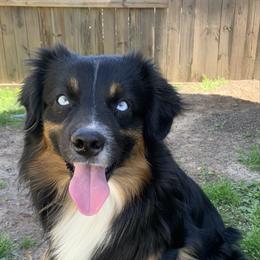 Hunter - Black tri male Miniature Australian Shepherd puppy in Alexandria, Virginia from Fairfax Aussies
