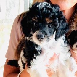 Hans - Black male Poodle puppy in Sperry, Oklahoma from PuppyLove Poodles