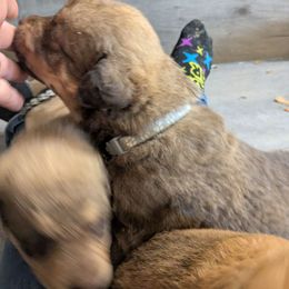 Cayde6-Silver - Sedge Chesapeake Bay Retriever puppy in Soap Lake, Washington from Desert Oasis Kennels