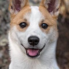 Norrbottenspets from Aarre Norrbottenspets