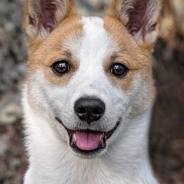 Norrbottenspets from Aarre Norrbottenspets