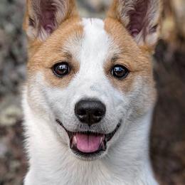 Norrbottenspets from Aarre Norrbottenspets