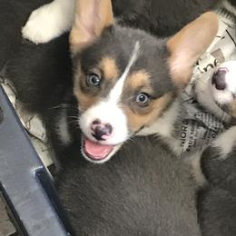 American Corgi and Pembroke Welsh Corgi Puppies from High Hopes Farm