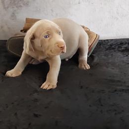 Boy 6 - male Weimaraner puppy in Catoosa County, Georgia from Kaleidoscope Weims