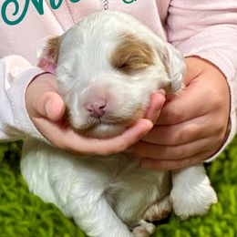 Noelle - Parti female Goldendoodle puppy in Travelers Rest, South Carolina from Bailey Mountain Doodles