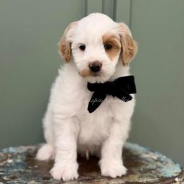 Black collar WINTON - Parti male Goldendoodle puppy in Salem, Utah from Aspen Doodles