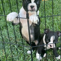 Luke - Black and white male Boston Terrier puppy in Fillmore, Illinois from Wind Hill Puppies