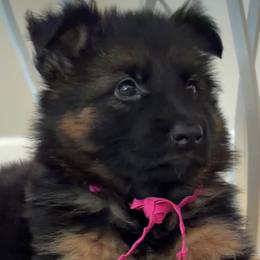 Girl 1 - Black and red female German Shepherd puppy in Valley Springs, South Dakota from Von Pasch German Shepherds