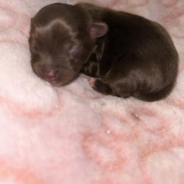 Visa - Chocolate, tan and white female Yorkshire Terrier puppy in Lynwood, Illinois from SaintNicksWay