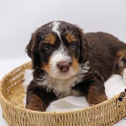 Fern - Tri-color female Bernedoodle puppy in Edmond, Oklahoma from Rock N Roll Doodles