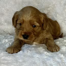 Brown collar boy - Apricot male Goldendoodle puppy in Fairfield, California from Twin Sisters Doodles