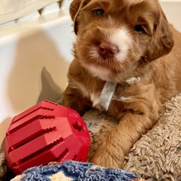 Australian Labradoodle Puppies from Cascade Canyon Labradoodles
