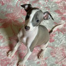 Zola - White and blue female Italian Greyhound puppy in Lakeland, Florida from Elite Doxies Florida