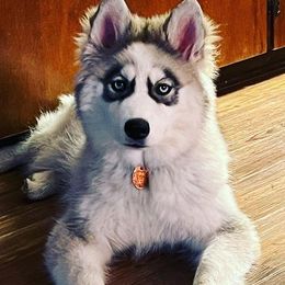 Siberian Huskies from MS Wolf Mafia