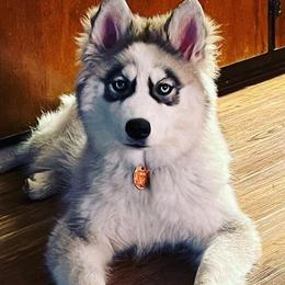 Siberian Huskies from MS Wolf Mafia