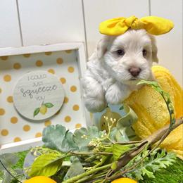 Cicely - White female Miniature Schnauzer puppy in Huntington, Utah from Schnauzers on Robinson Lane