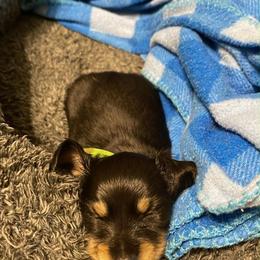 Kingston - Black and tan male Dachshund puppy in Harriet, Arkansas from B&K Dachshunds